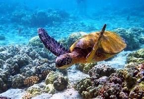 Hawaiian Sea Turtle Swimming