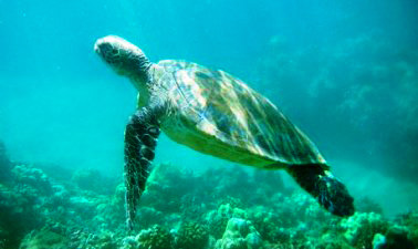 Hawaiian Sea Turtle Swimming