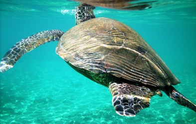 Hawaiian Sea Turtle Swimming