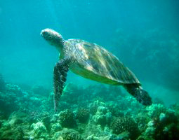 Hawaiian Sea Turtle Swimming