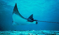 Manta Rey at Mauna Kea