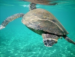 Hawaiian Sea Turtle Swimming